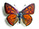 Lycaena alciphron