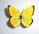 Colias alexandra 