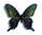 Papilio okinawaensis