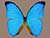 Morpho amathonte