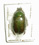 Chrysina arellanoi