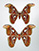 Attacus atlas