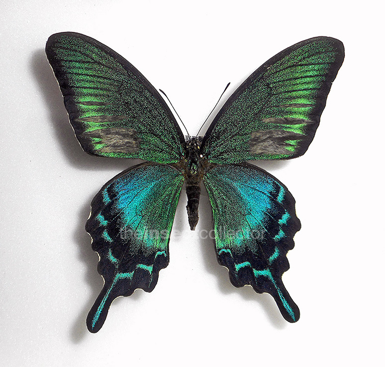 Papilio bianor x Papilio maackii
