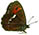 Erebia ligea