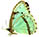 Morpho epistrophus 