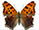 Polygonia comma (black hindwings)