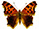 Polygonia comma (black hindwings)