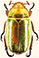 Chrysina curoei