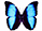 Morpho deidamia 