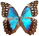 Morpho amathonte