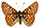 Euphydryas editha 