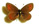 Erebia epiphron