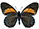 Papilio euterpinus 