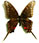 Neographium philolaus