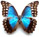 Morpho amathonte