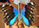 Morpho absoloni 