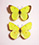 Colias gigantea 