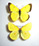 Colias gigantea 