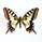 Papilio machaon 