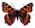 Aglais urticae