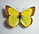 Colias gigantea 