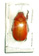 Chrysina hawksi