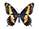 Papilio hellanichus 