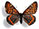 Euphydryas italica