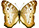 Anartia jathrophae