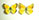 Colias krauthii Colias krauthii