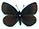 Erebia lefebvrei 