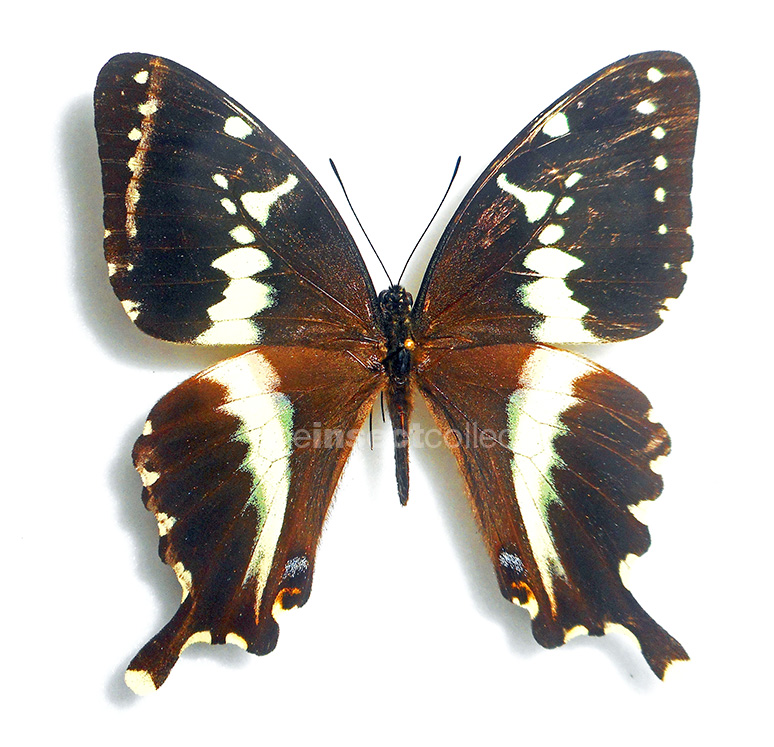 Papilio mangoura