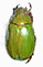 Chrysina miguelangeli