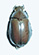 Chrysina modesta 