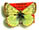 Colias nastes