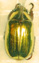 Chrysina ohausi