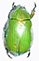 Chrysina psitaccina