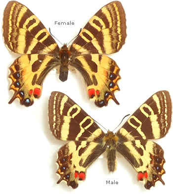 Aberrant Luehdorfia puziloi koreanus