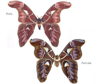 Archaeoattacus staudingeri 