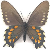 Battus hirsutus aberant 