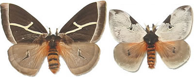 Dirphia naumanni new species in lit.