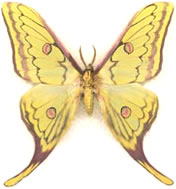 Graellsia isabellae (France) x Actias sinensis (China) 