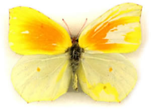 Gonepteryx cleopatra GNYNANDROMORPH