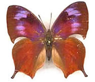 Memphis hirta
