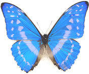 Morpho cypris