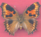 Aberrant Nymphalis polychlorus