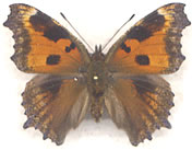 Aberrant Nymphalis xanthomelas
