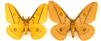Opodiphtera astrophela