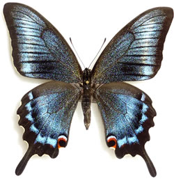 Papilio machaon x Papilio maacki