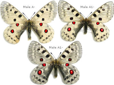 Parnassius Hybrid Parnassius Hybrid